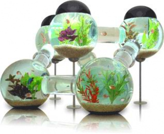 Labyrinth aquarium