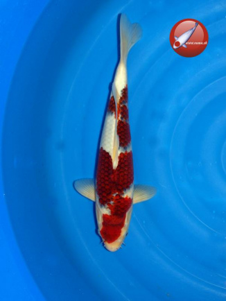 KOI Ai Goromo