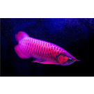 Arcadia Arowana Underwater Light Set