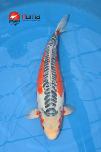 KOI Shusui