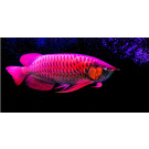 Arcadia Arowana Underwater Light Set